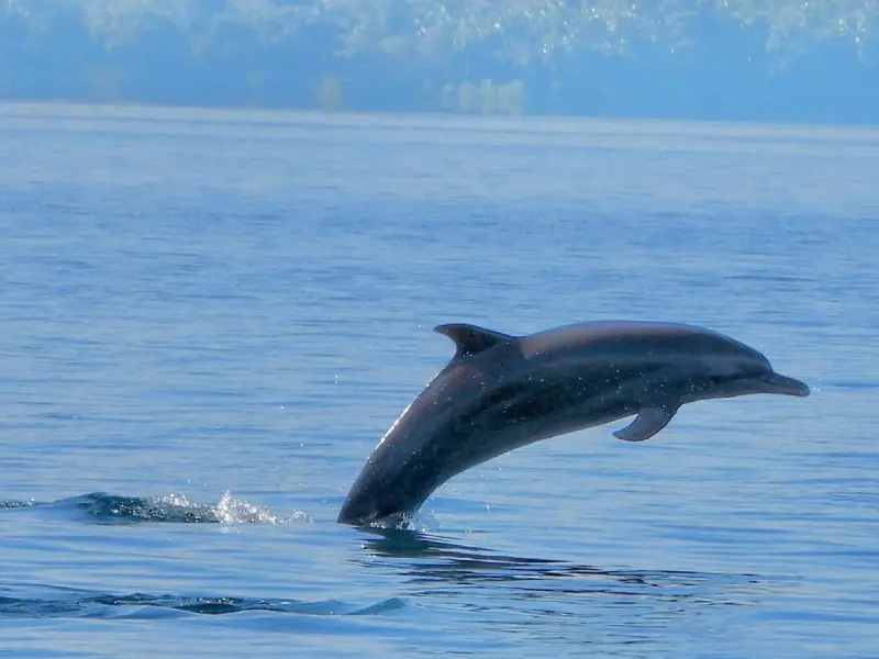 River and dolphin tour in the Osa Peninsula