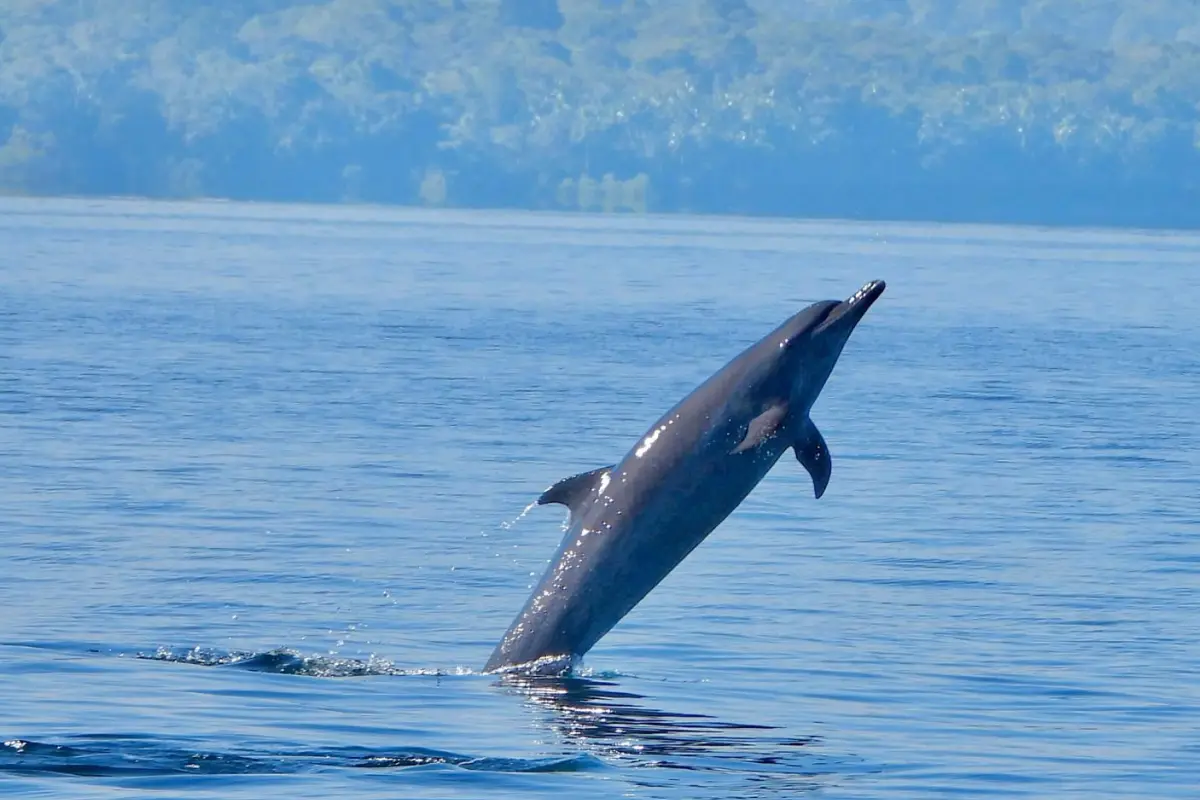 Snorkeling & Dolphin Watch Tour - Image 1