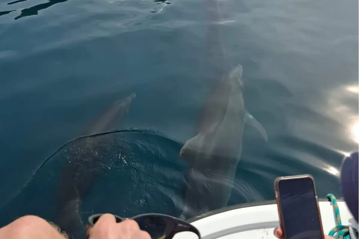 Snorkeling & Dolphin Watch Tour - Image 2