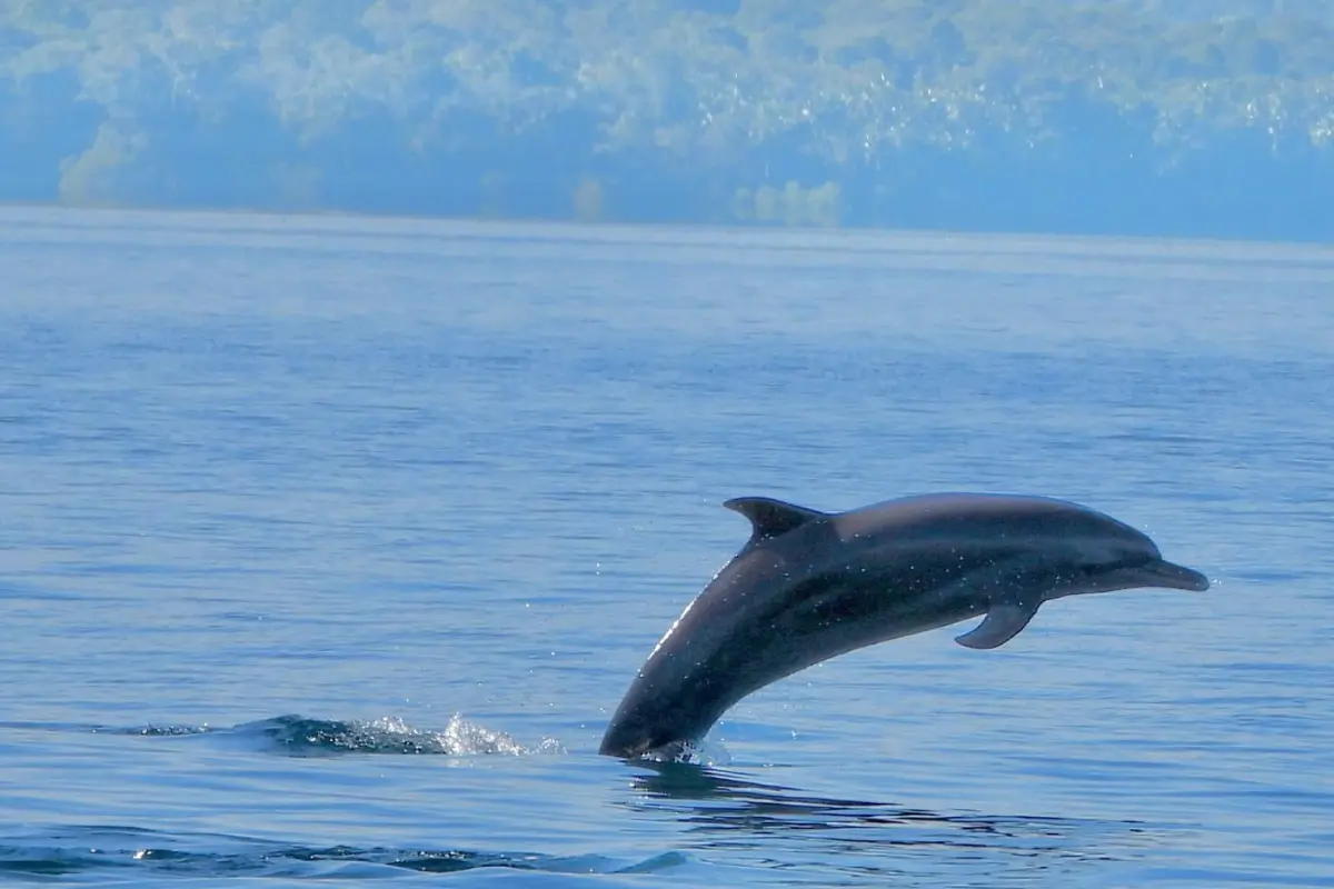Snorkeling & Dolphin Watch Tour - Image 3