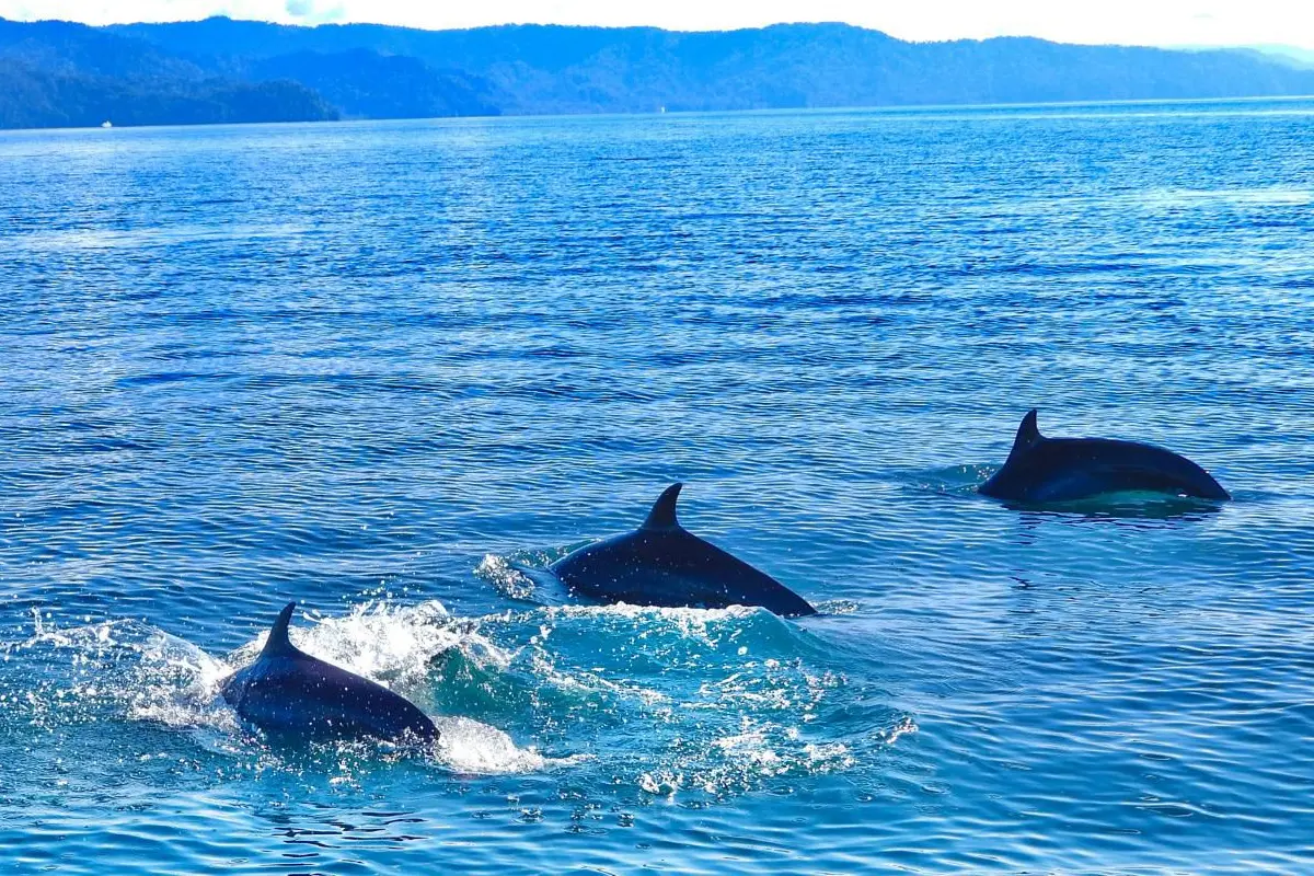 Snorkeling & Dolphin Watch Tour - Image 4