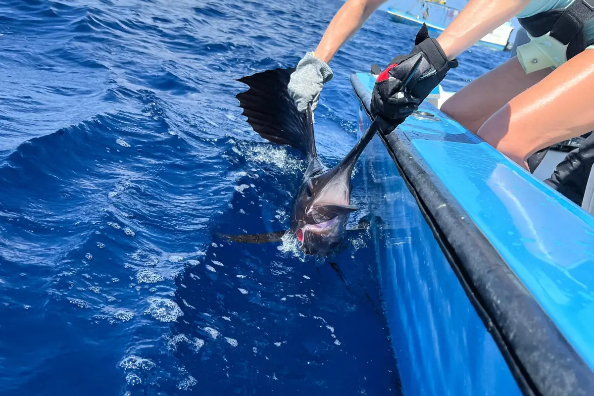Sport Fishing Full Day Tour - Image 5
