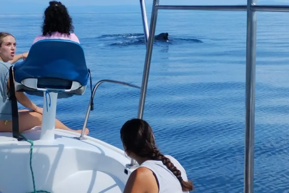 Whale Watching (During Season) - Image 2