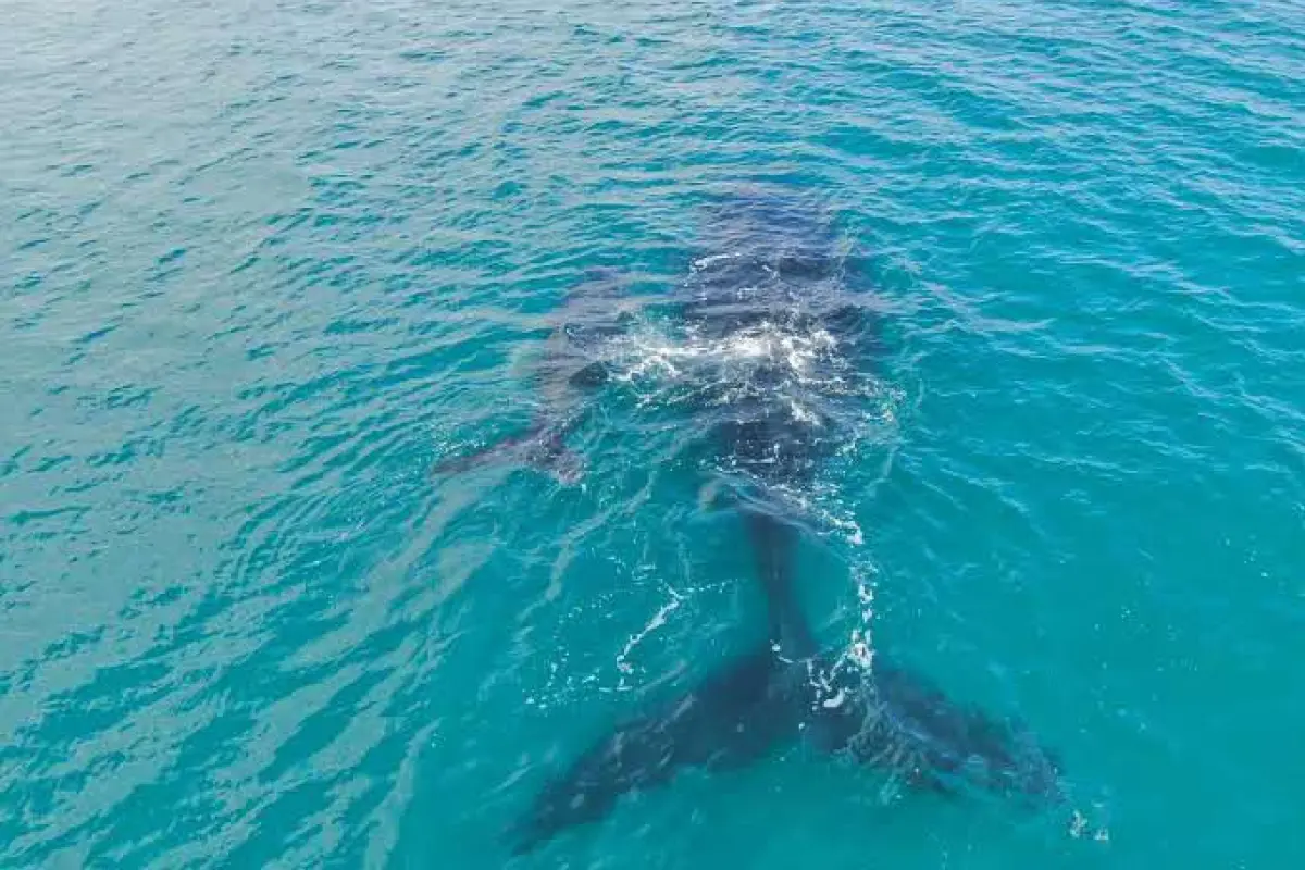 Whale Watching (During Season) - Image 3