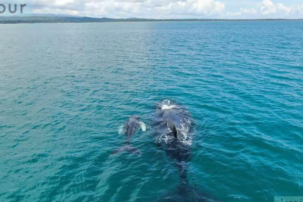 Whale Watching (During Season) - Image 4