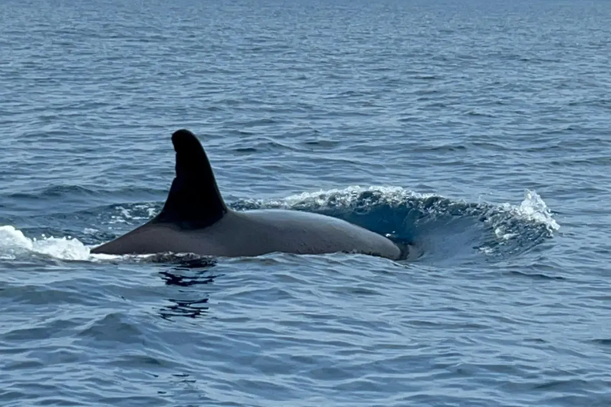 Whale Watching (During Season) - Image 6