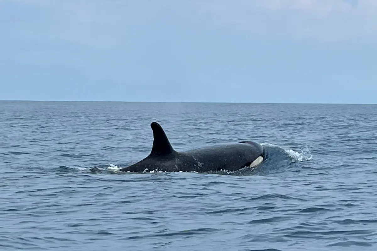 Whale Watching (During Season) - Image 7