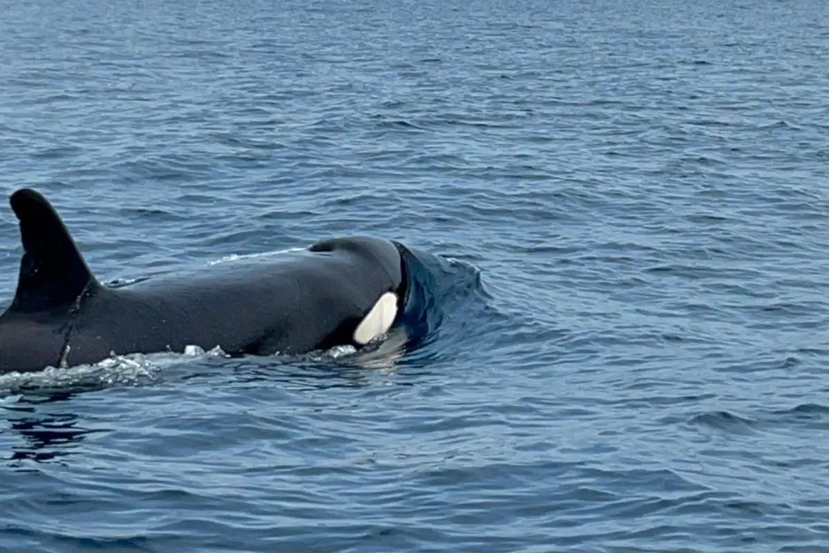 Whale Watching (During Season) - Image 5